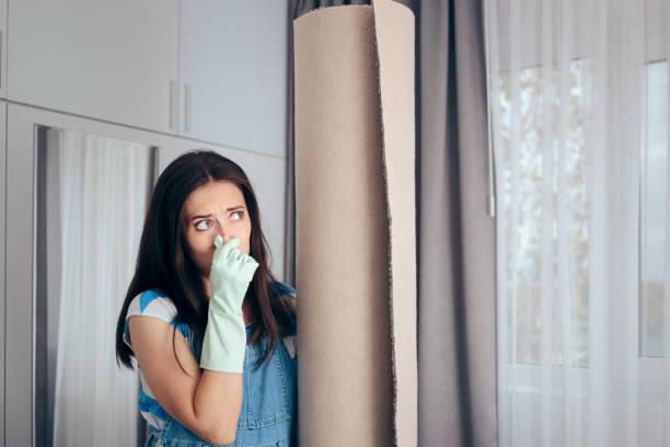 Professional Mold Removal in Wise, VA